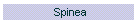 Spinea