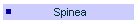 Spinea